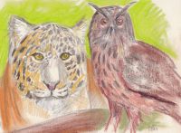 Cat and Owl